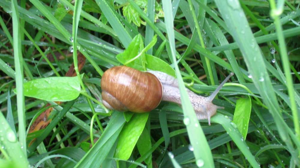 schnecke