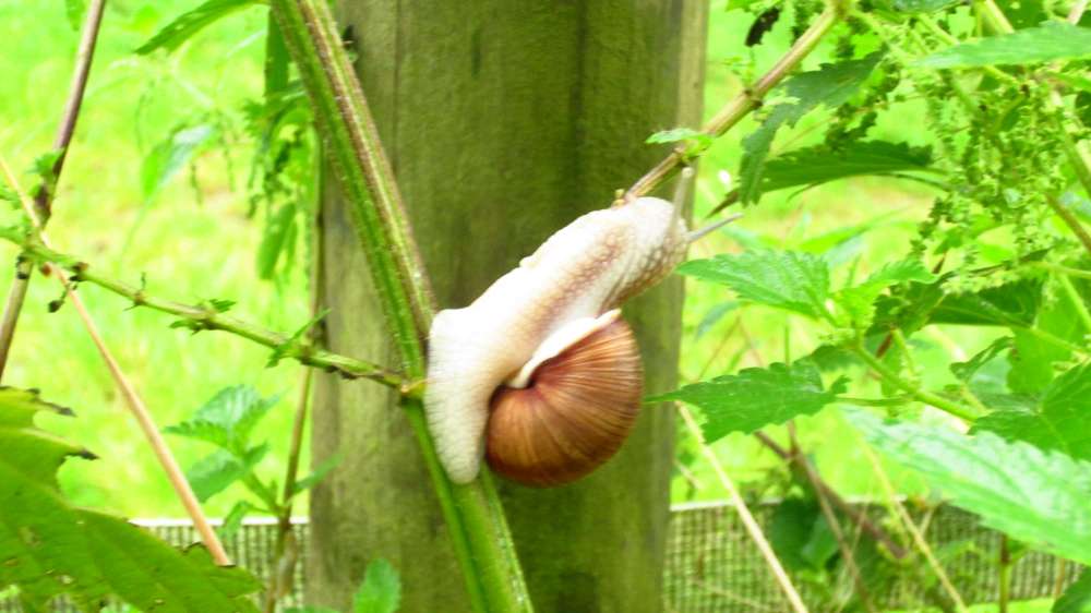 Kletterschnecke