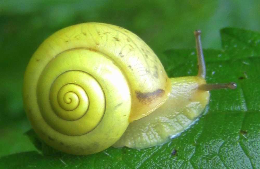 Schnecke