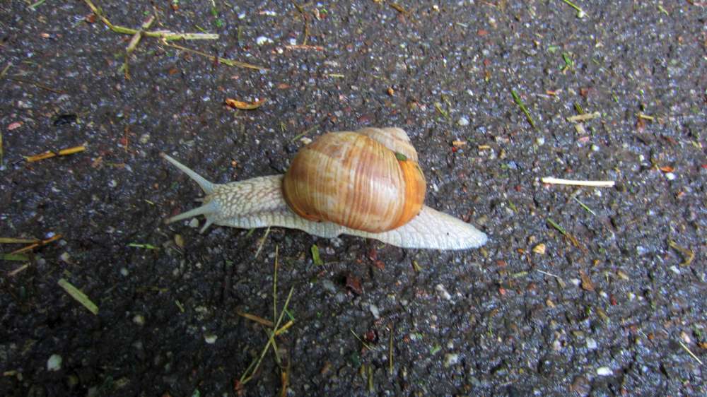 Schnecke