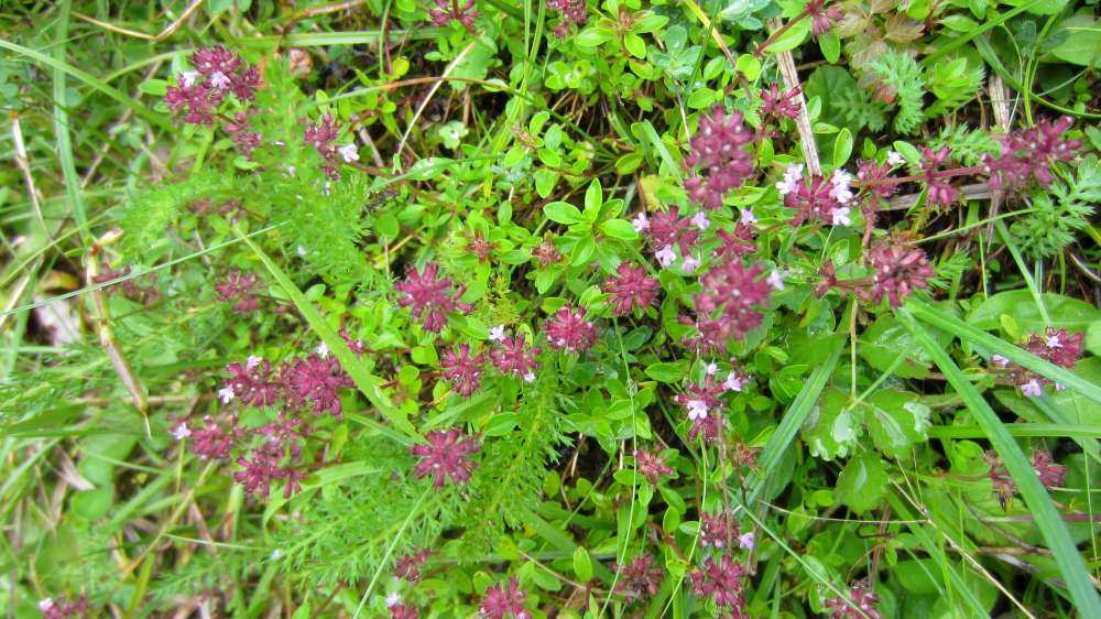 Thymian