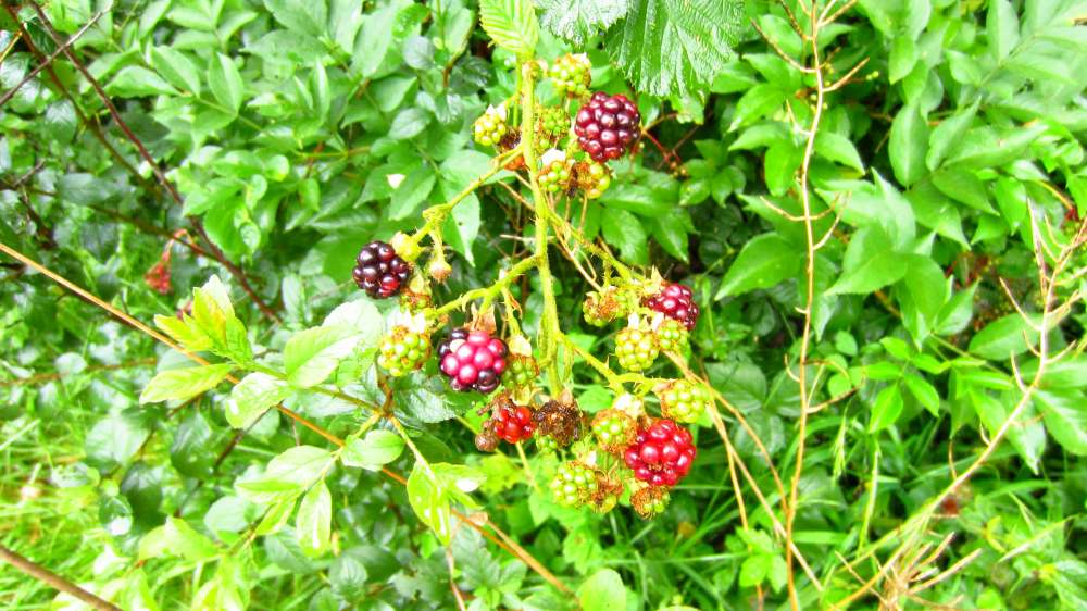 Brombeeren