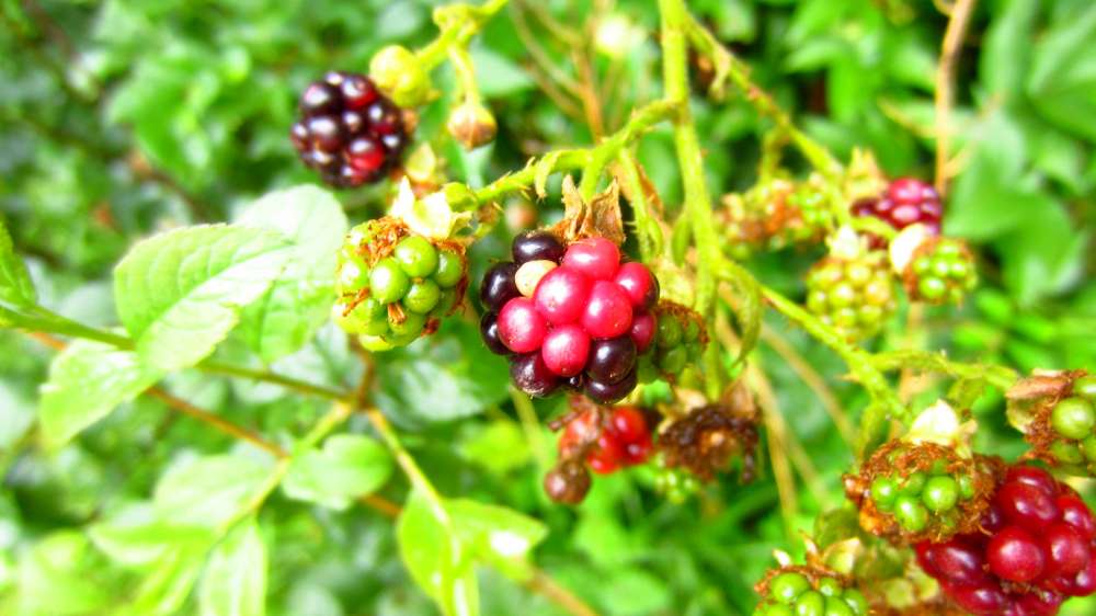 Brombeeren