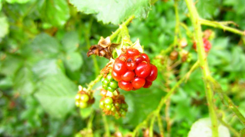 Brombeere