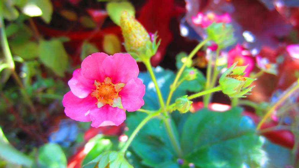Erdbeerbluete_rosa