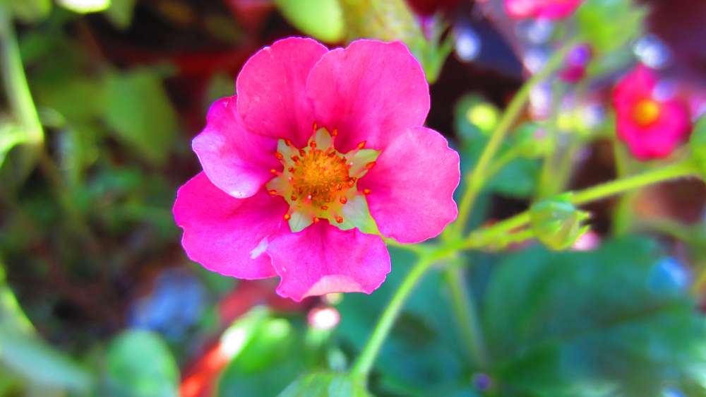 Erdbeerbluete_rosa