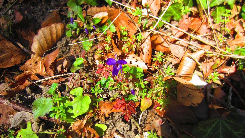 Hohenstaufen_Veilchen
