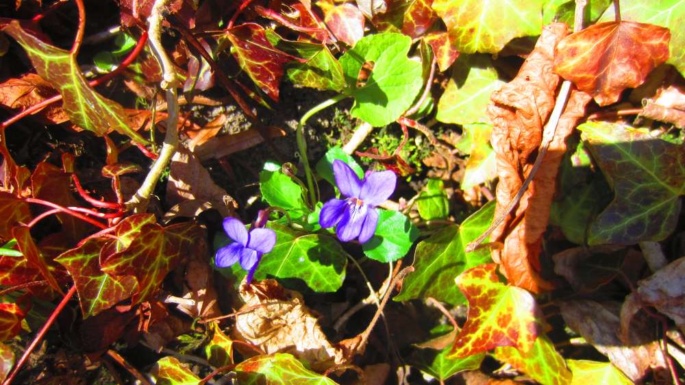 Hohenstaufen_Veilchen