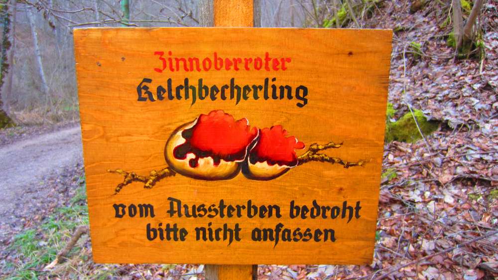 Kelchbecherling