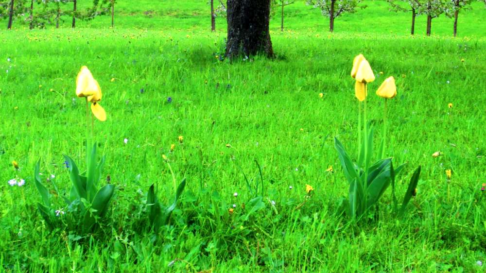 Tulpenwiese