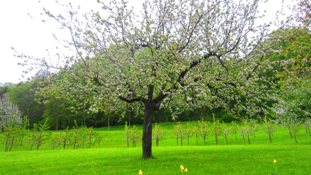 Apfelbaum