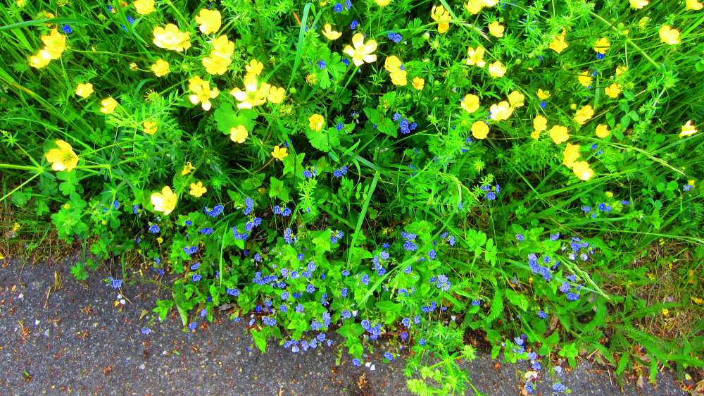 Hahnenfuss_Maennertreu