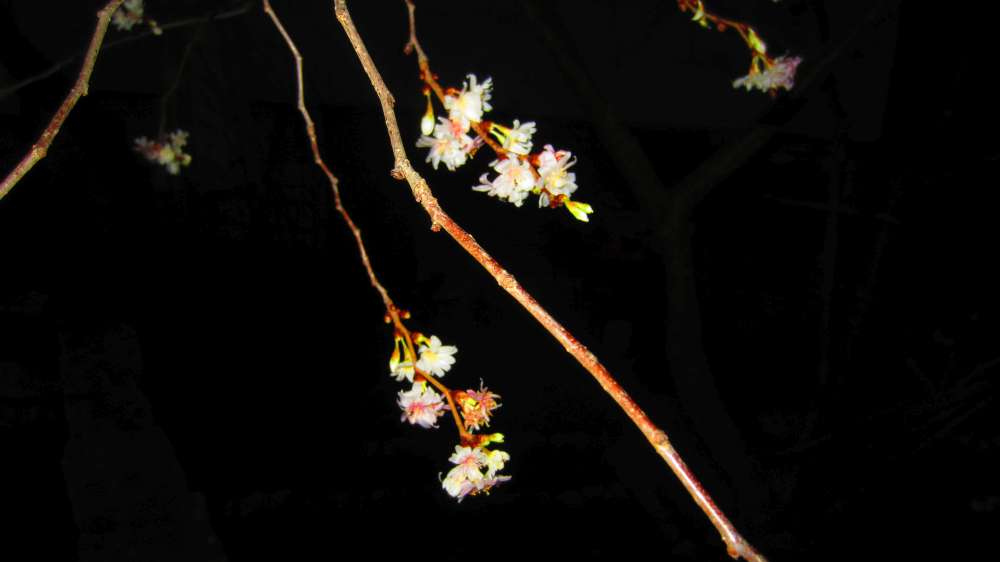 Kirschbluete_in_Waldenburg