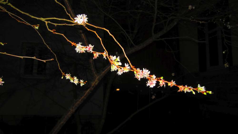 Kirschbluete_in_Waldenburg