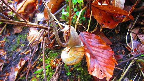 Kletterschnecke