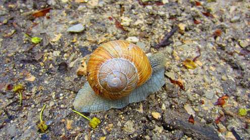 Schnecke