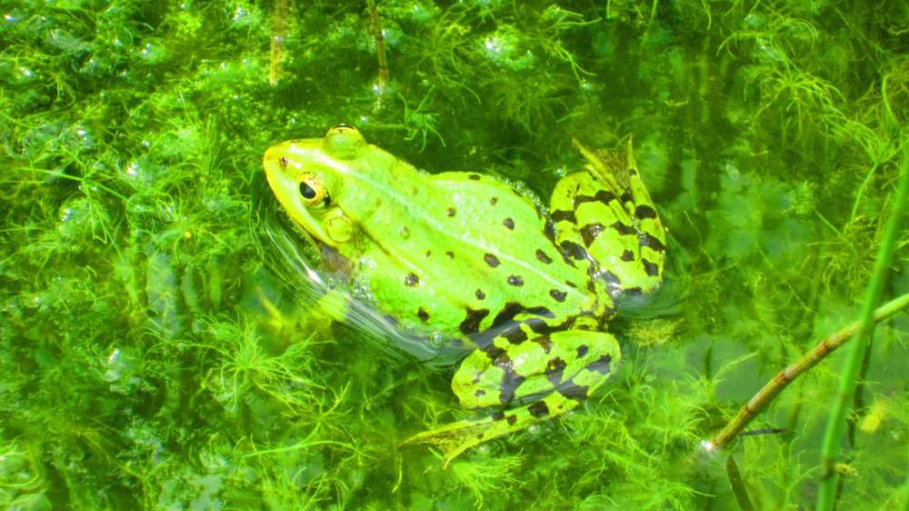 Frosch