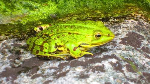 Frosch