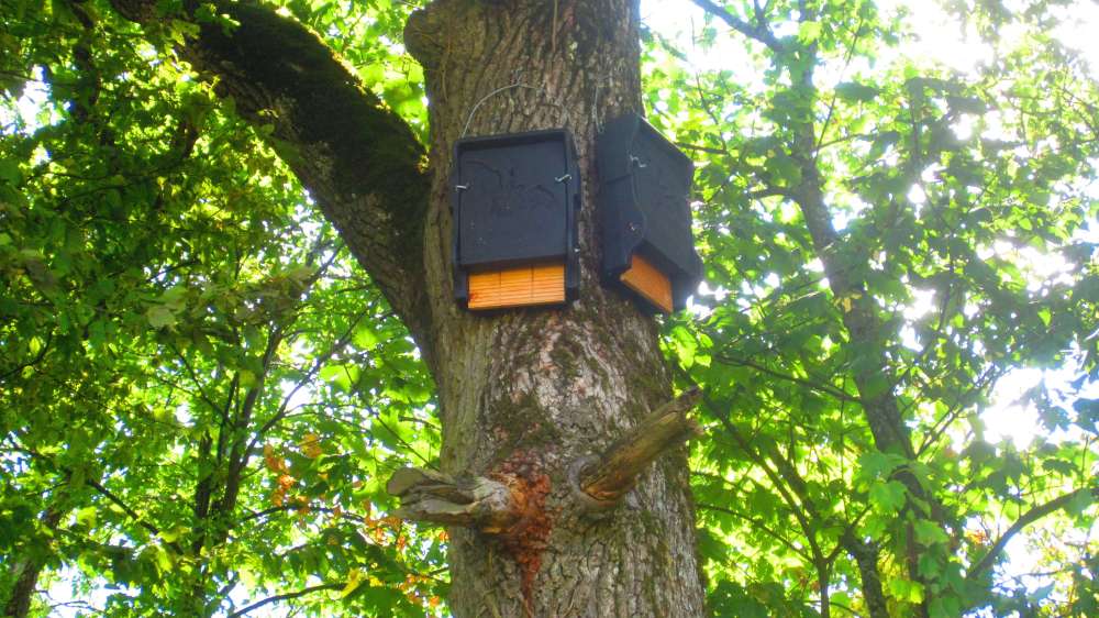 Fledermauskasten