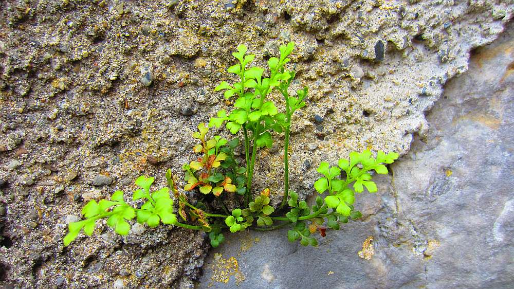 Blaettchen_aus_dem_Gemaeuer