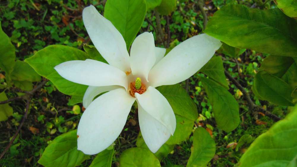 Magnolie