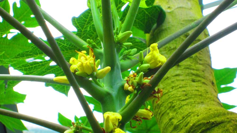 Papaya_Blueten