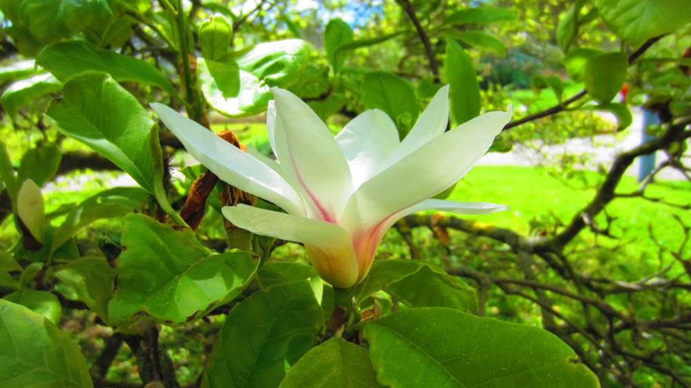 Magnolie
