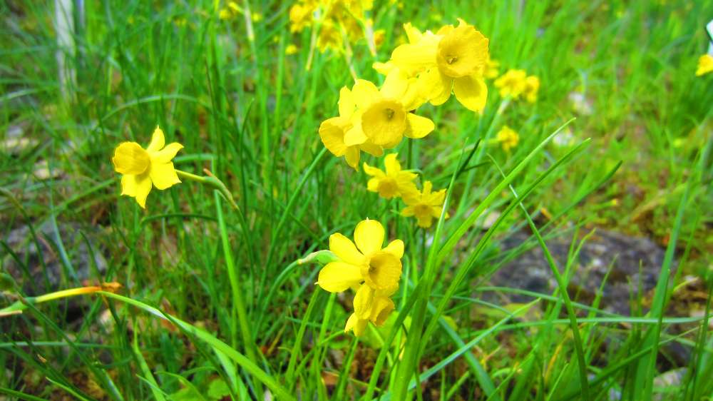 Narzissen