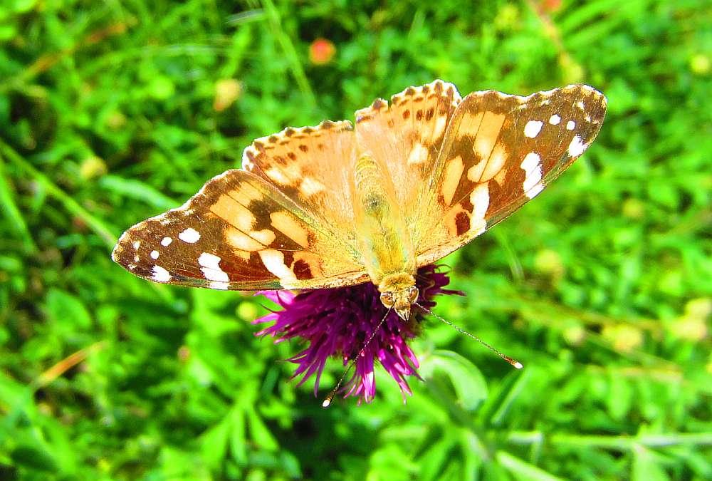 Distelfalter