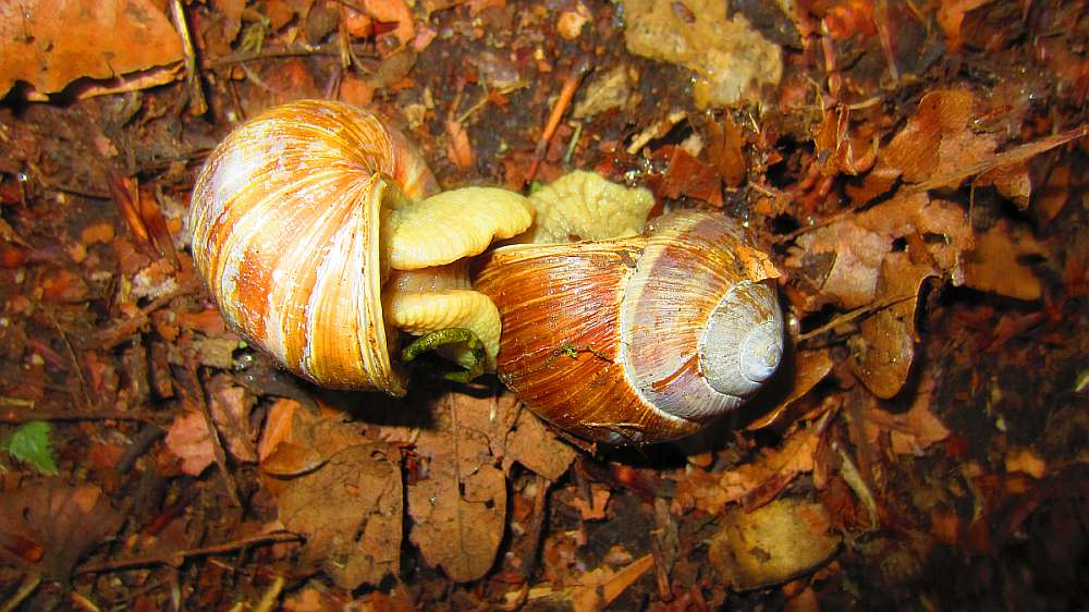 Schnecken
