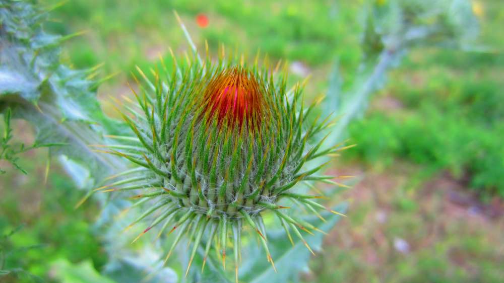 Distel