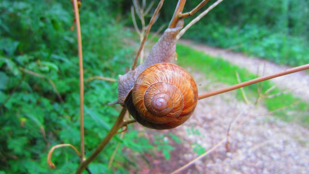 Kletterschnecke