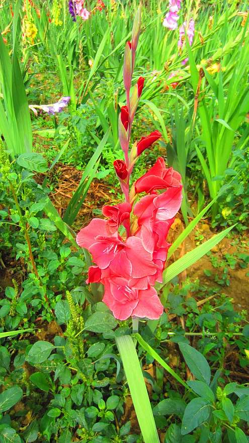 Gladiole