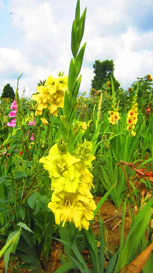 Gladiole