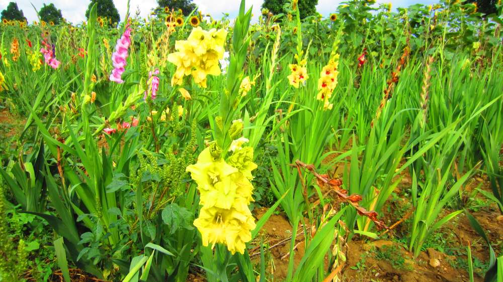 Gladiole