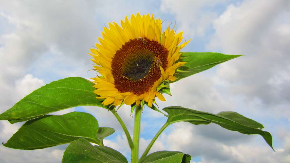 Sonnenblume
