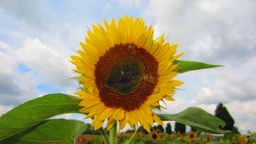 Sonnenblume