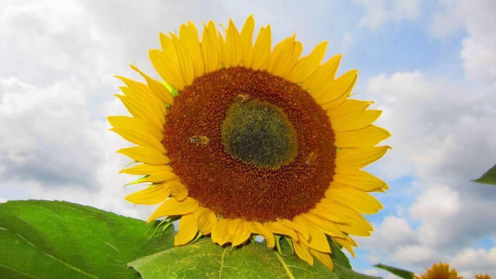 Sonnenblume