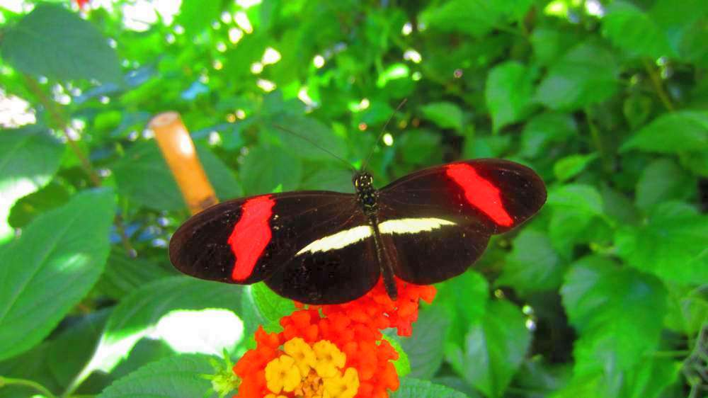 Schmetterling