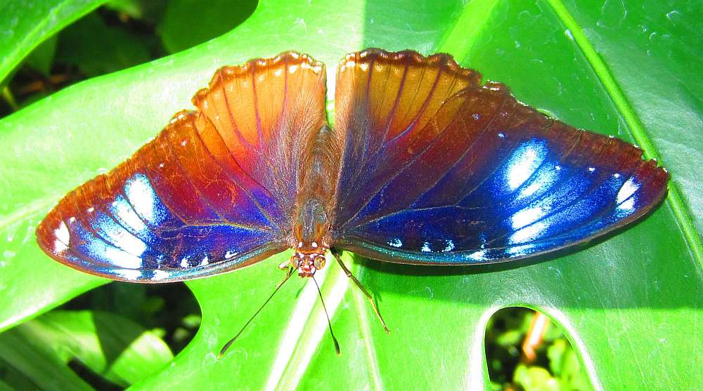 Schmetterling_blau