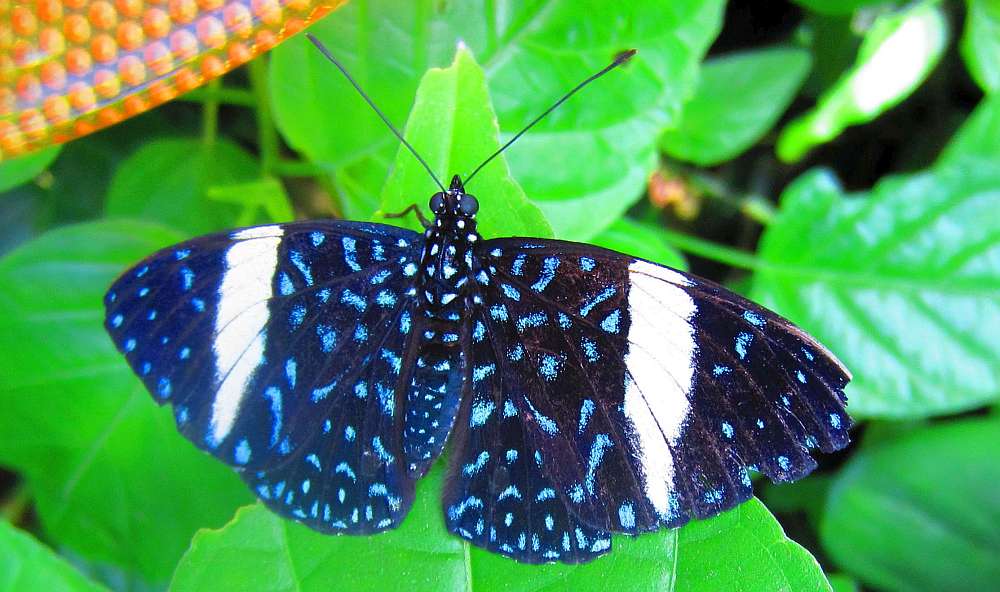 Schmetterling_gepunktet