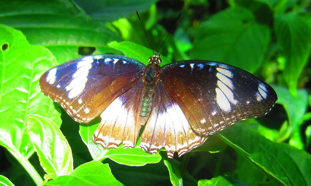 Schmetterling