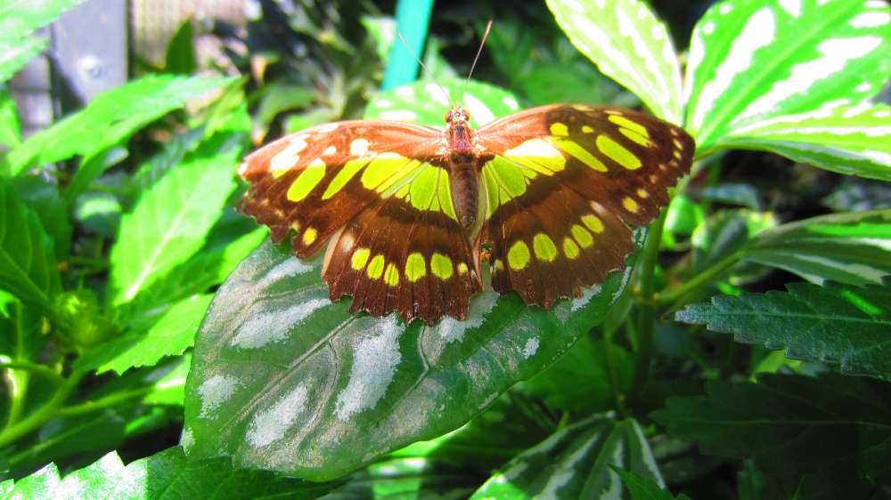 Schmetterling_gruen