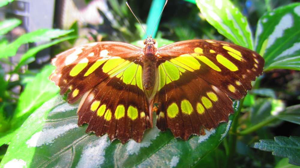 Schmetterling