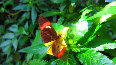 Schmetterling_rot
