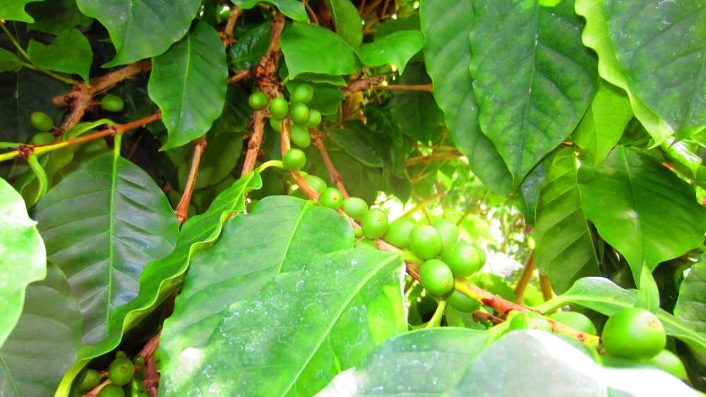 Kaffeebaum