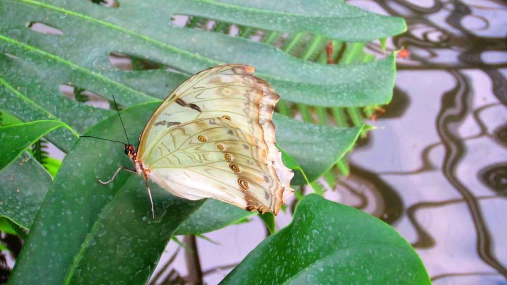 Schmetterling