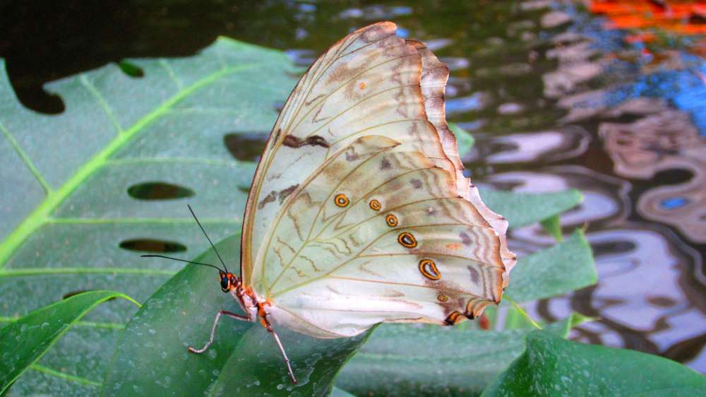 Schmetterling_weiss