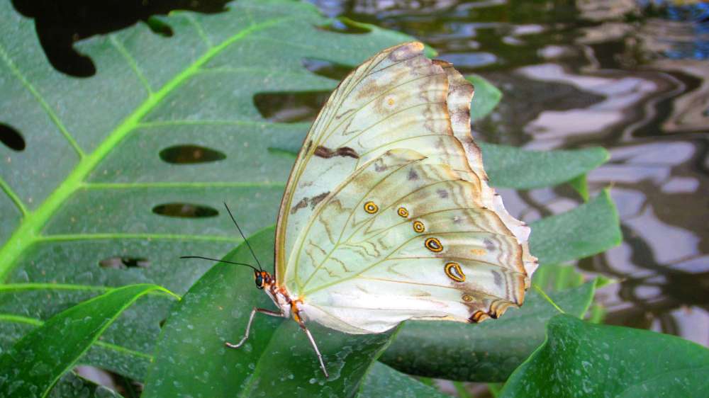 Schmetterling_weiss