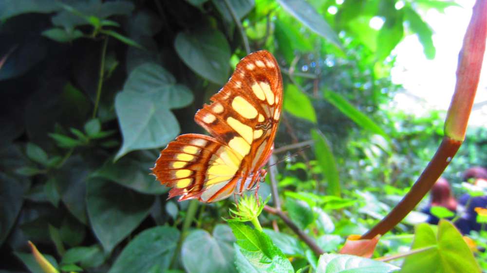 Schmetterling_gruen